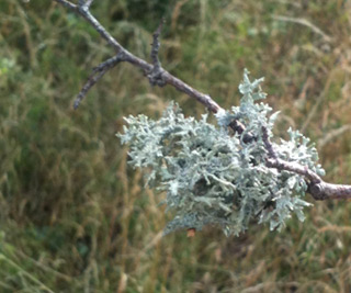lichen boreal